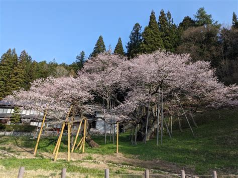 臥龍桜 開花状況|令和6年 臥龍桜開花情報